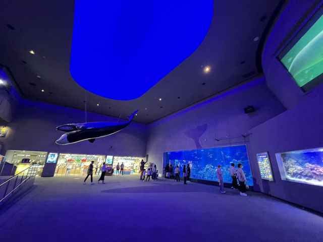 ラッコに会いに鳥羽水族館へ🦦