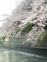 【東京】目黒川の桜を船上から眺める人気クルーズ！！