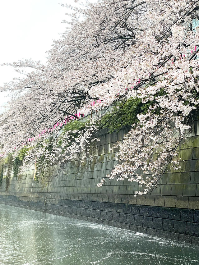 【東京】目黒川の桜を船上から眺める人気クルーズ！！
