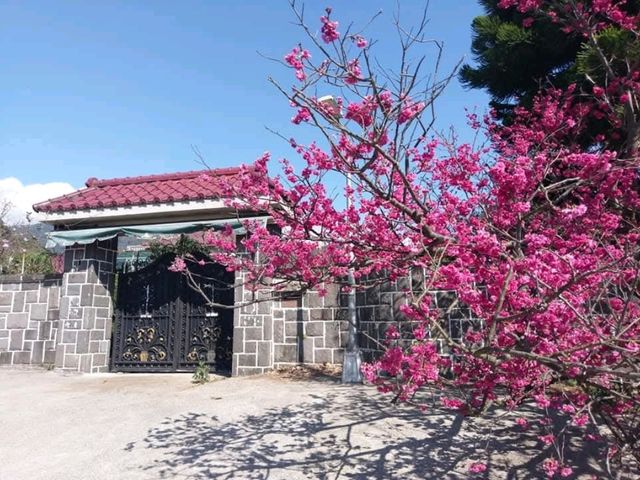 十八份水圳步道午后賞櫻散策