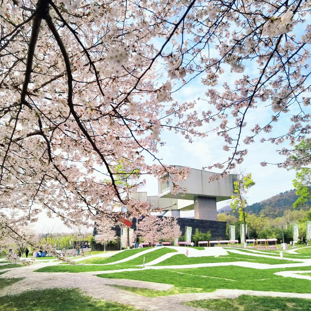 武漢植物園-櫻花大道的浪漫