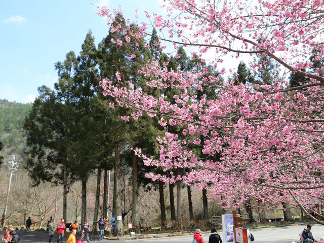 台中🌸 武陵農場櫻花，粉色浪漫爆擊！🌸 漫步花海，捕捉最美瞬間！📸💖