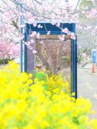 【神奈川の穴場】電車で行ける桜と菜の花の可愛いスポット