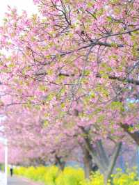 【神奈川の穴場】電車で行ける桜と菜の花の可愛いスポット