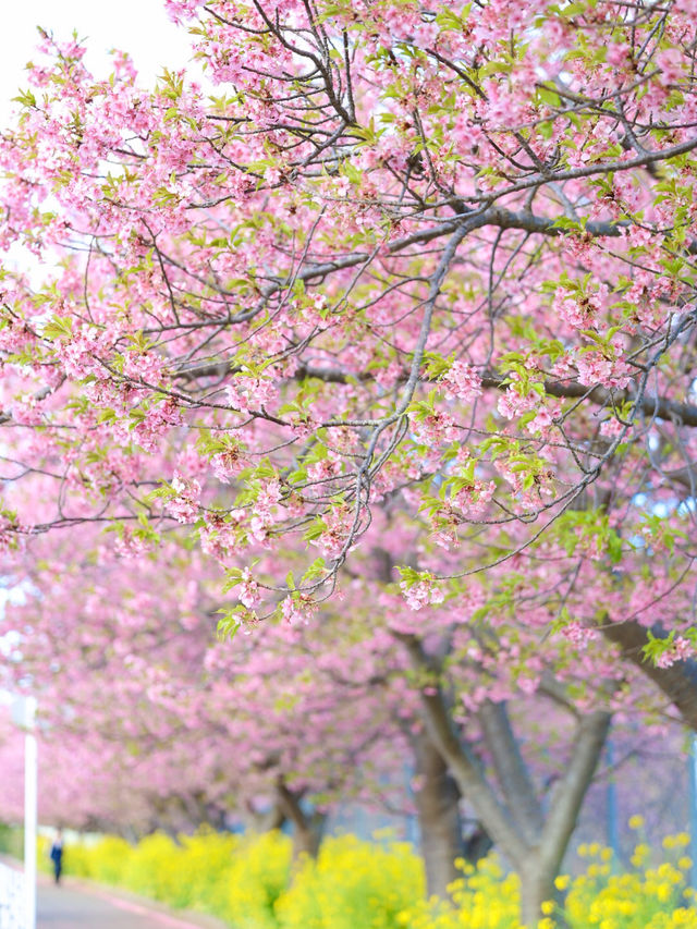 【神奈川の穴場】電車で行ける桜と菜の花の可愛いスポット