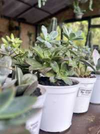 Orchid Forest