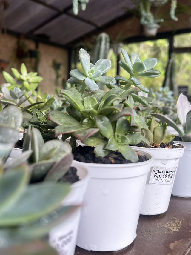Orchid Forest