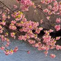 ～荒子川水邊綠地~櫻花下的悠然時光～