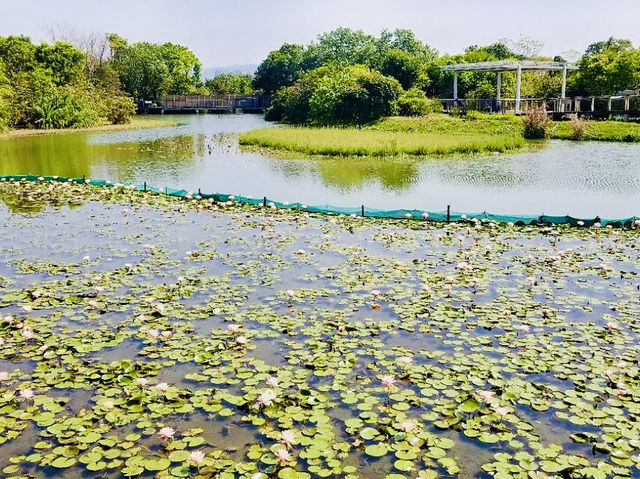 Hong Kong Wetland Park: A Springtime Haven of Beautiful Nature