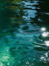 幻想的すぎるセノーテ🩵 Cenote Santa Bárbara