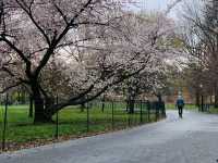 Springtime Bliss in Central Park