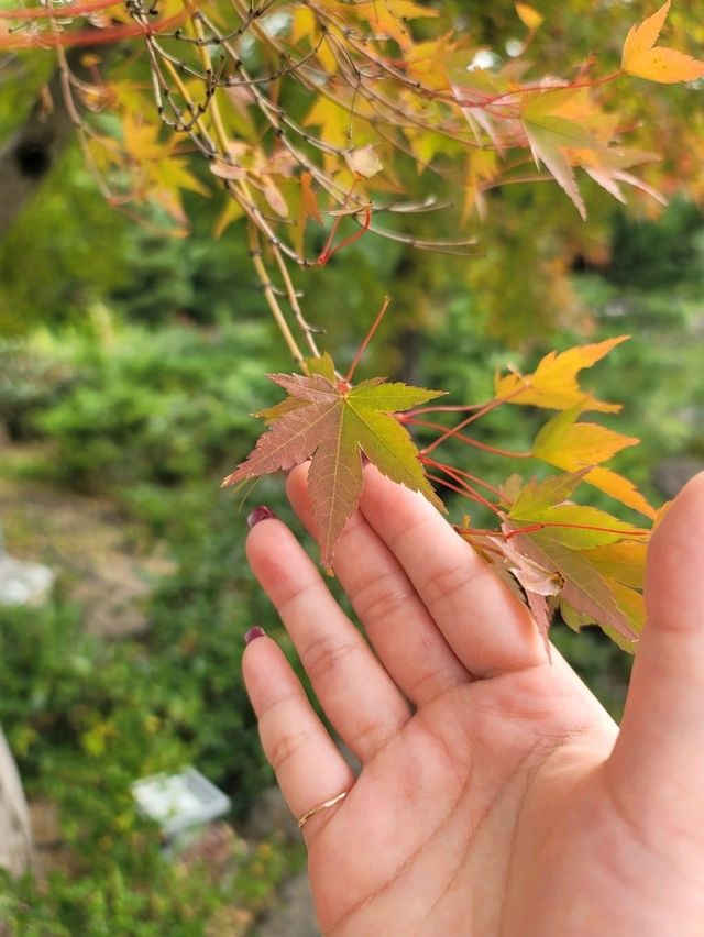 如果你熱愛日式庭園造景，相信我白鳥庭園🎋你會喜歡👍👍👍