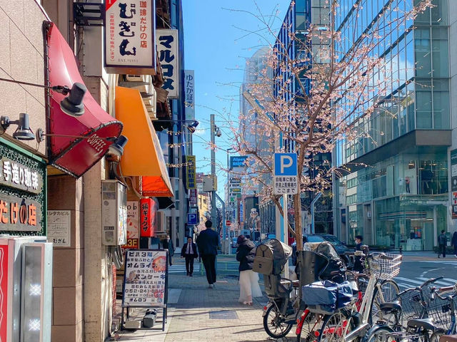 ต้นซากุระ @Sakae Street, Nagoya