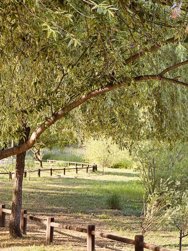 A Great Spot for a Relaxing Spring Picnic!