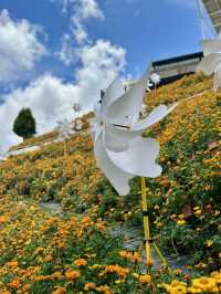 Beautiful & Relaxing Visit to Cameron Highland Flora Park