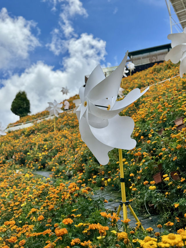 Beautiful & Relaxing Visit to Cameron Highland Flora Park