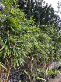“Blooming Spring Escape at Taman Botani”
