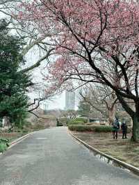 🌸 Sakura Blooming at Shinjuku Gyoen National Garden 🌸