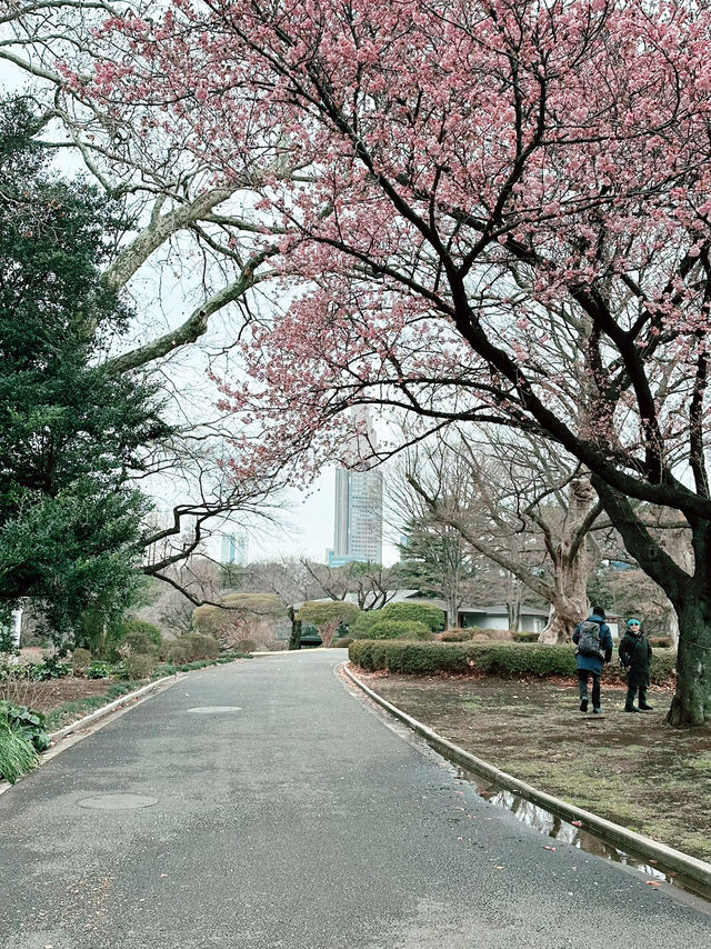 🌸 Sakura Blooming at Shinjuku Gyoen National Garden 🌸