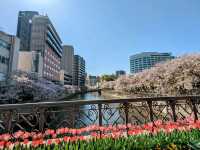 福岡-天神中央公園，河岸吉野櫻綻放美如畫！
