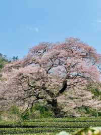 Chasing Sakura at Shimada 
