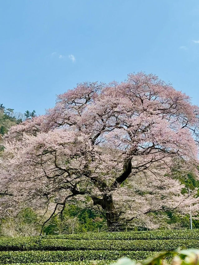 Chasing Sakura at Shimada 