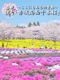 【群馬】行かなきゃ損‼️ここにもあった四重奏🌸桜のトンネルを歩こう！