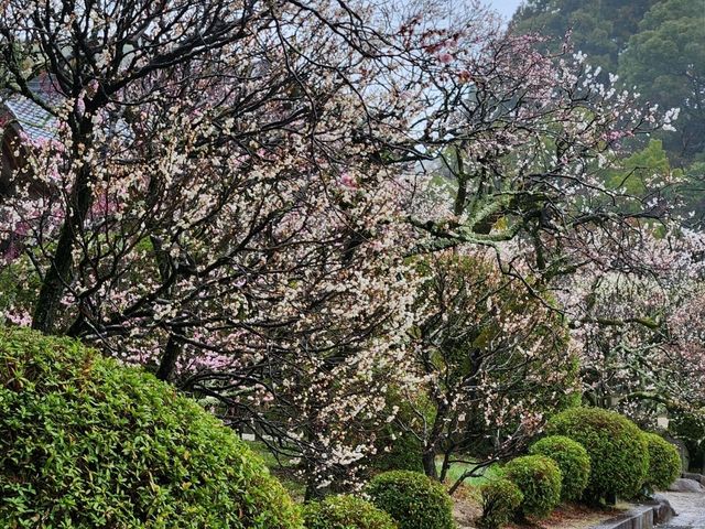 太宰府梅花滿開