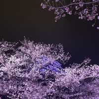 福岡 舞鶴公園春之天守閣夜櫻
