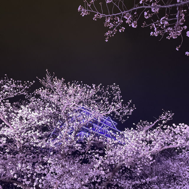 福岡 舞鶴公園春之天守閣夜櫻