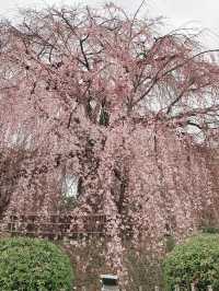 Cherry Blossoms in Maruyama Park, Kyoto