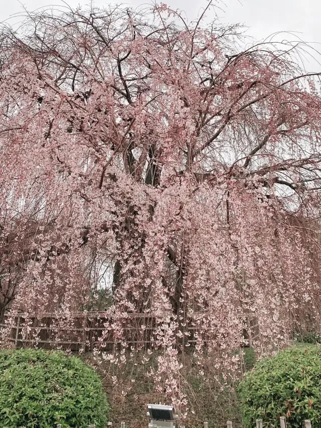 Cherry Blossoms in Maruyama Park, Kyoto