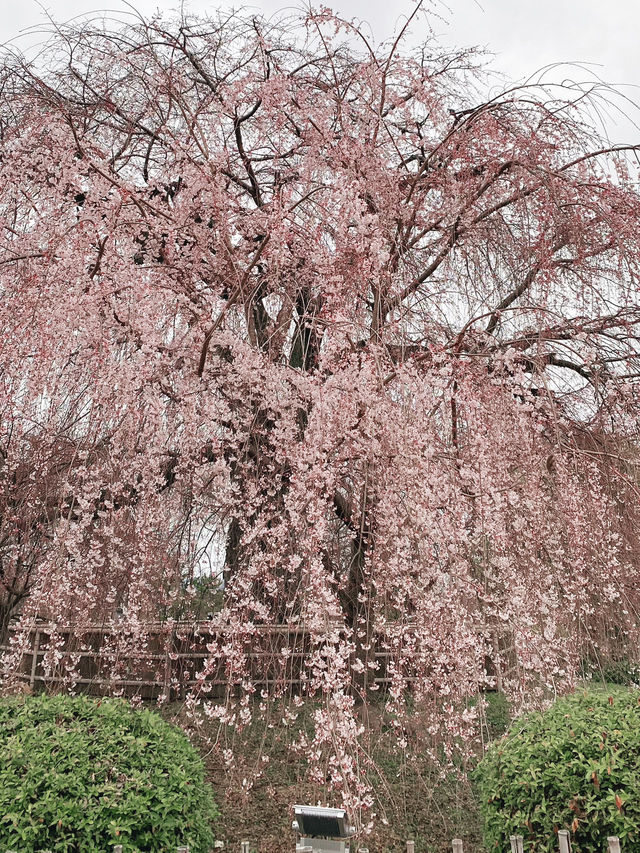 Cherry Blossoms in Maruyama Park, Kyoto