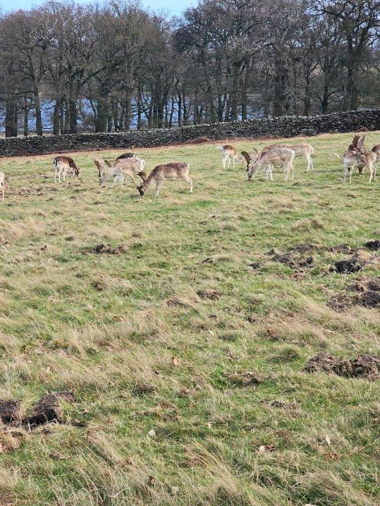 Bradgate Park