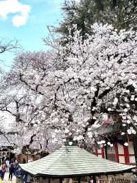 Spring Outing at Araiyakushi Baishouin – A Hidden Sakura Gem