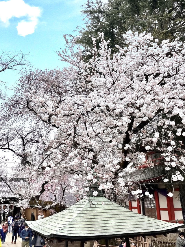 Spring Outing at Araiyakushi Baishouin – A Hidden Sakura Gem