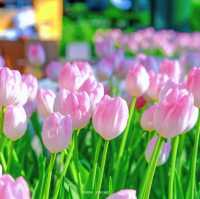 Miracle of Natural 
