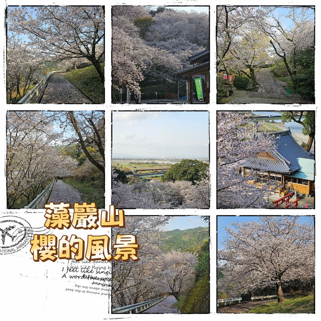 藻巖山·高地櫻花秘境