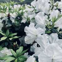 萬里杜鵑花季｜免費賞花好去處，春日漫遊半日遊推薦！