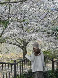 【兵庫/夙川】「さくら名所100選」に選ばれた桜の名所🌸