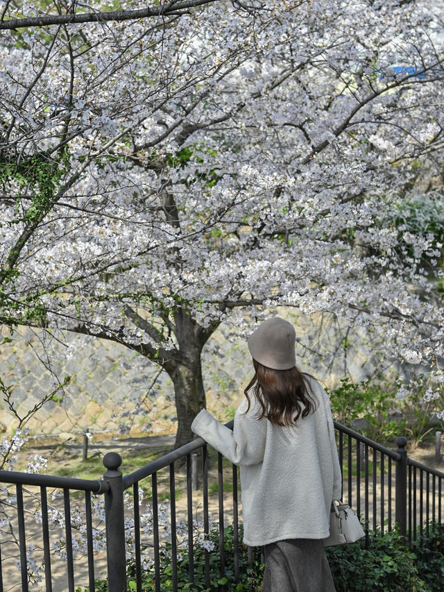 【兵庫/夙川】「さくら名所100選」に選ばれた桜の名所🌸
