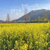 실시간 유채꽃이 만개한 양산 황산공원 💛