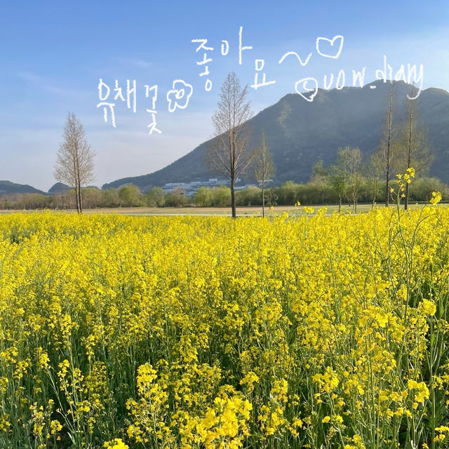 실시간 유채꽃이 만개한 양산 황산공원 💛