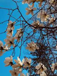 A Breath of Fresh Air and Greenery: Maeheon's Springtime Refreshment 
