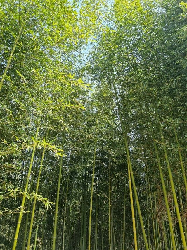 사람들 잘 모르는 산책하기 좋은 곳! 씨릉섬🏝
