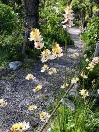 Spring at Eshin-in Temple🌼