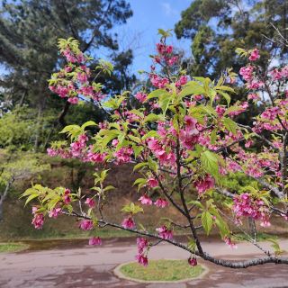 Southern Island Yambaru Forest Park (Nago City)
