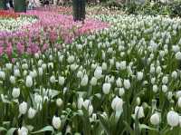  อัปเดตทิวลิปสุดสวยที่ Miracle of Natural