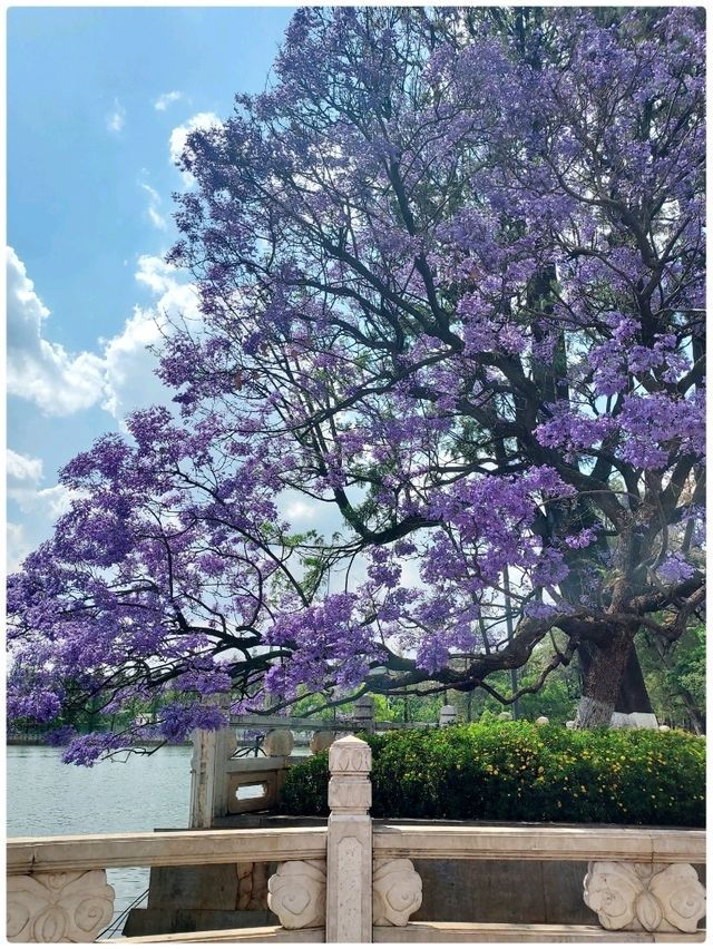 Spring @ Kunming
