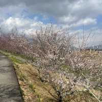 福壽山農場 